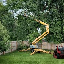 Reliable Clay, KY Tree Services Solutions