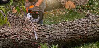 Best Utility Line Clearance  in Clay, KY