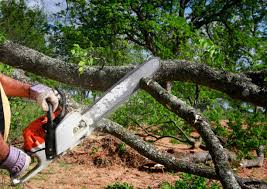 Best Firewood Processing and Delivery  in Clay, KY