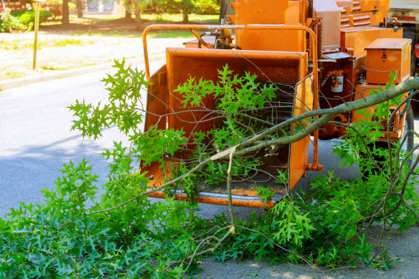 Best Stump Grinding and Removal  in Clay, KY