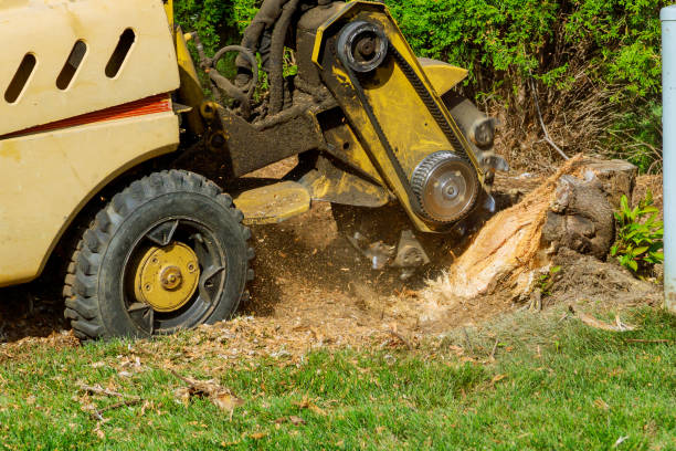 Best Fruit Tree Pruning  in Clay, KY