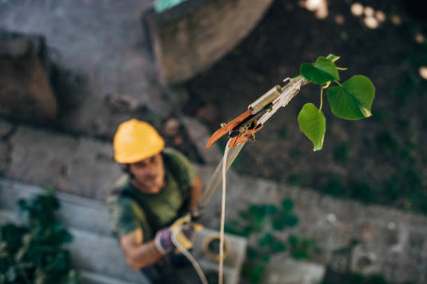 Leaf Removal in Clay, KY