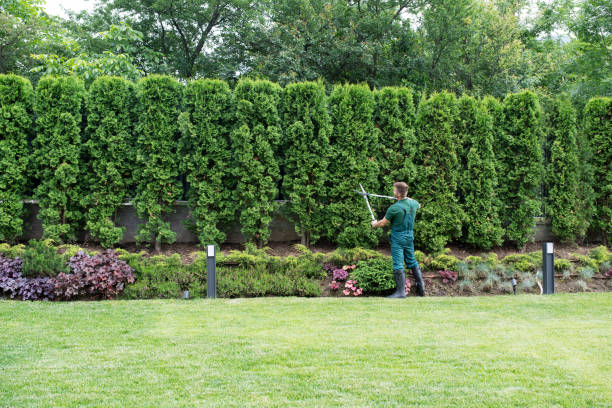 Best Tree Trimming and Pruning  in Clay, KY