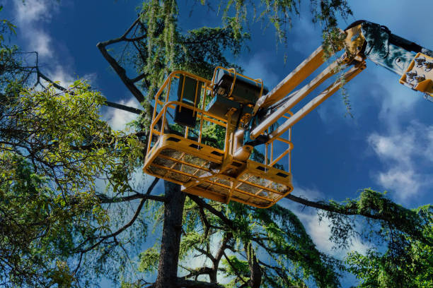 Best Tree Cabling and Bracing  in Clay, KY