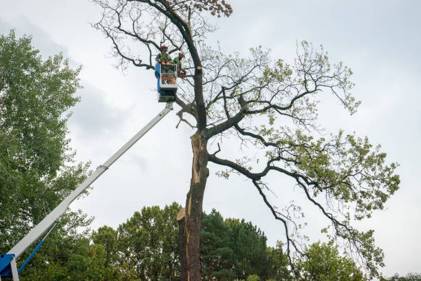 Best Stump Grinding and Removal  in Clay, KY