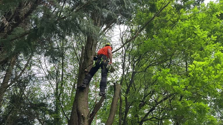 Best Mulching Services  in Clay, KY