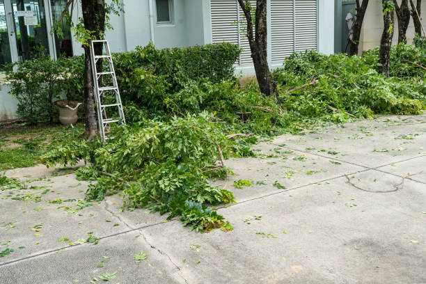 Best Tree and Shrub Care  in Clay, KY