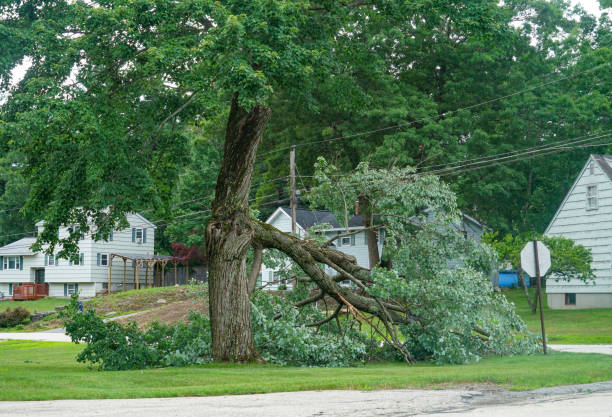 Best Tree Removal  in Clay, KY