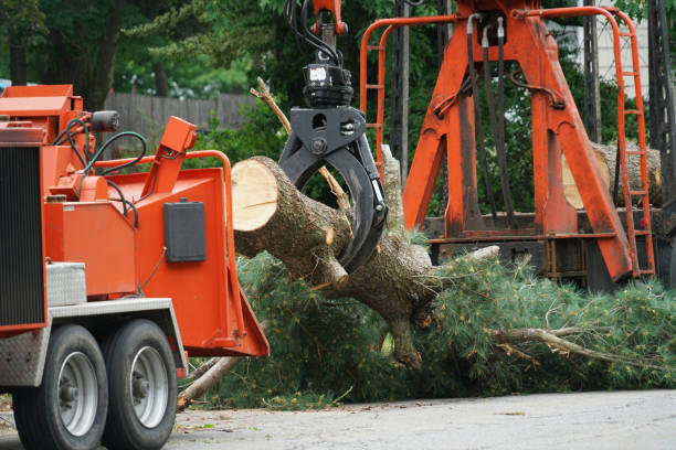 Best Tree Health Inspection  in Clay, KY