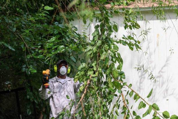 Best Hazardous Tree Removal  in Clay, KY