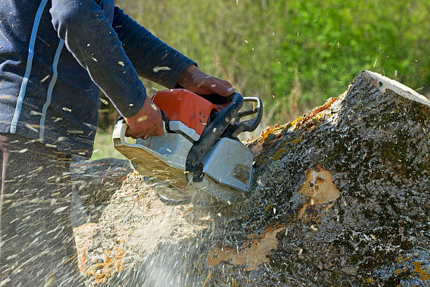Best Leaf Removal  in Clay, KY