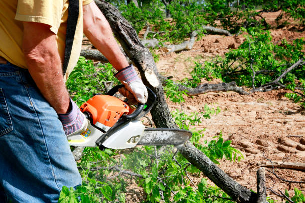 How Our Tree Care Process Works  in  Clay, KY
