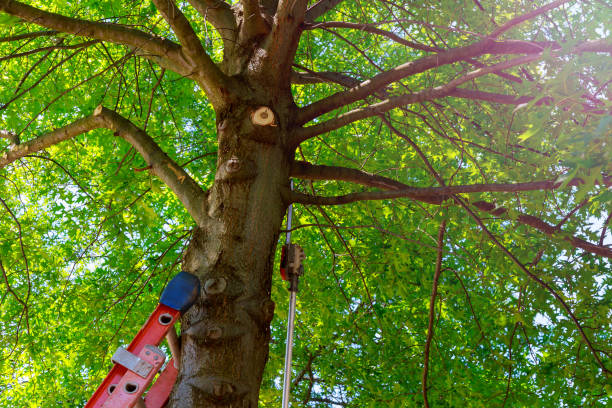 Best Emergency Tree Removal  in Clay, KY